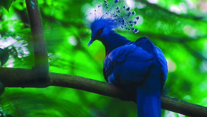 zoo
