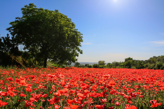 Frühling