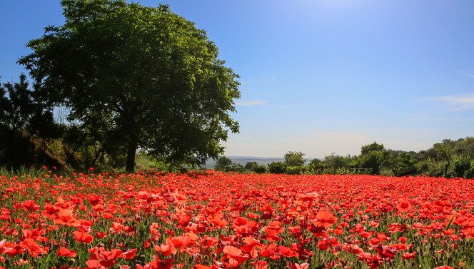 Frühling